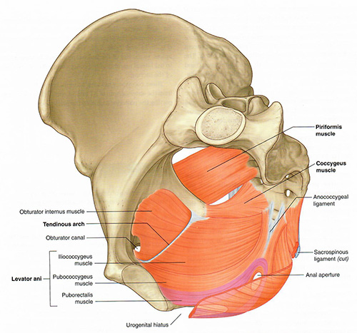 Pelvic floor