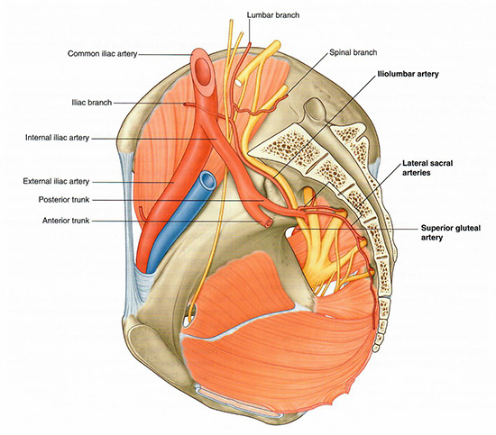 Posterior internal iliac arteries