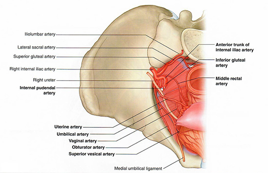 Anterior internal iliac