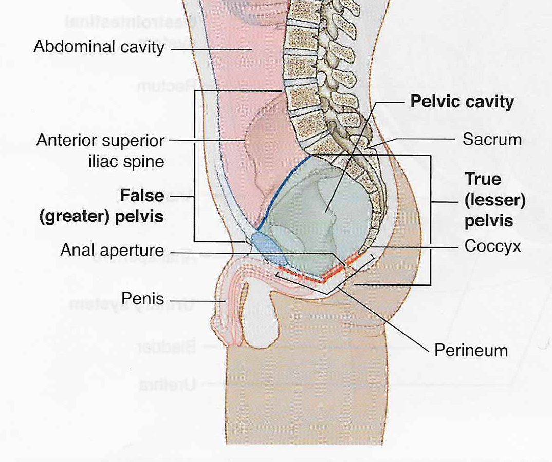 Pelvic boundaries