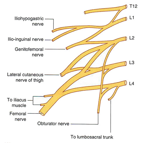 lumbar nerves