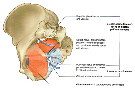 Pelvic capetures
