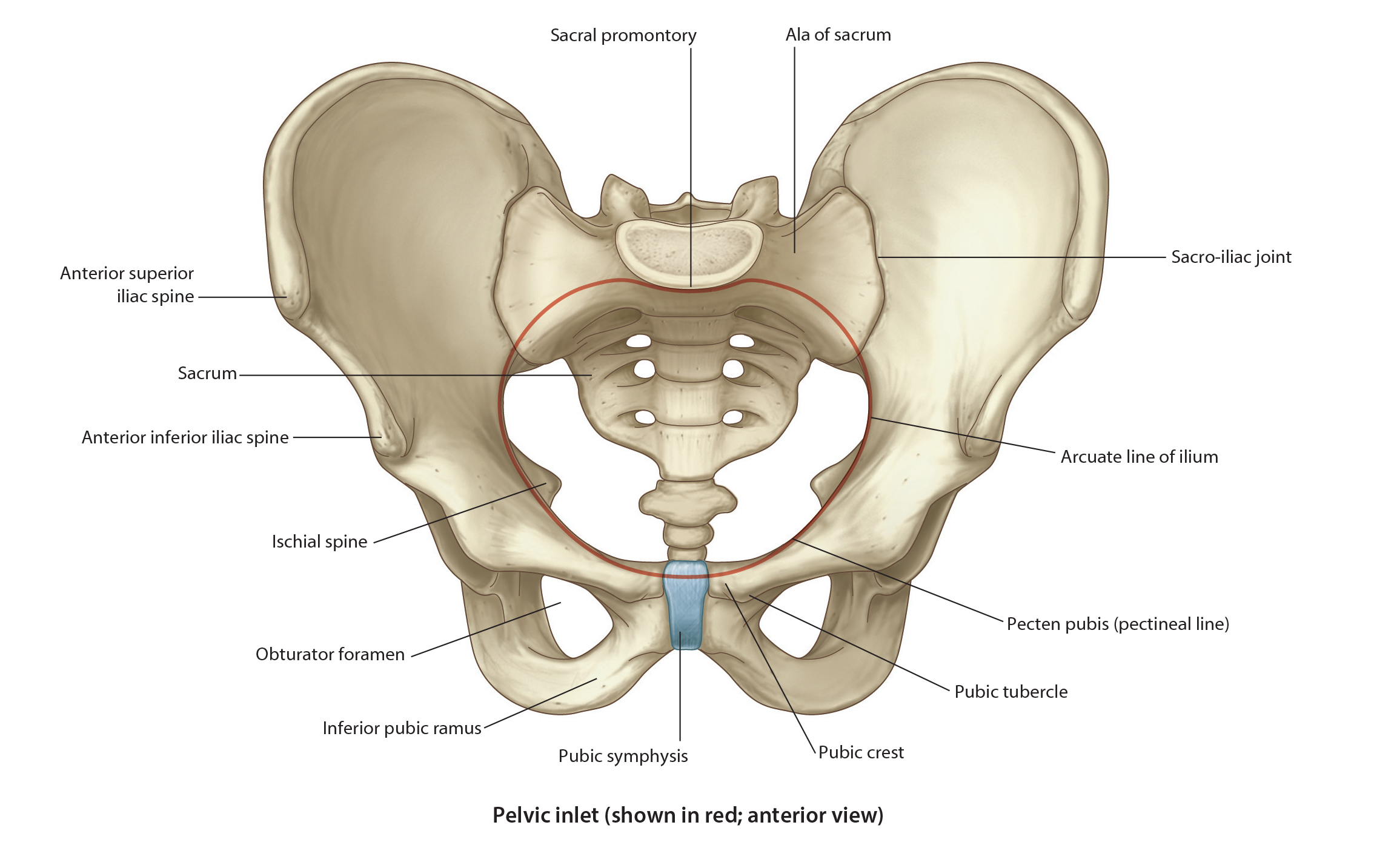 Female pelvic