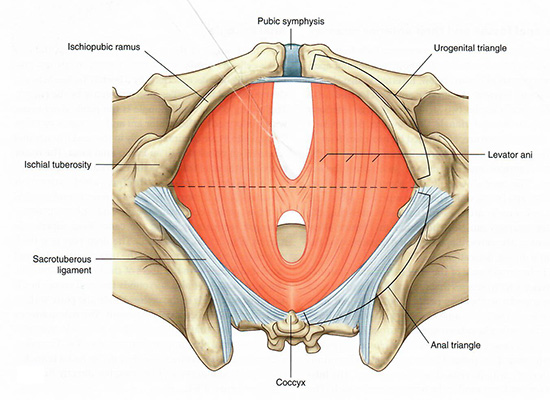 Perineum borders