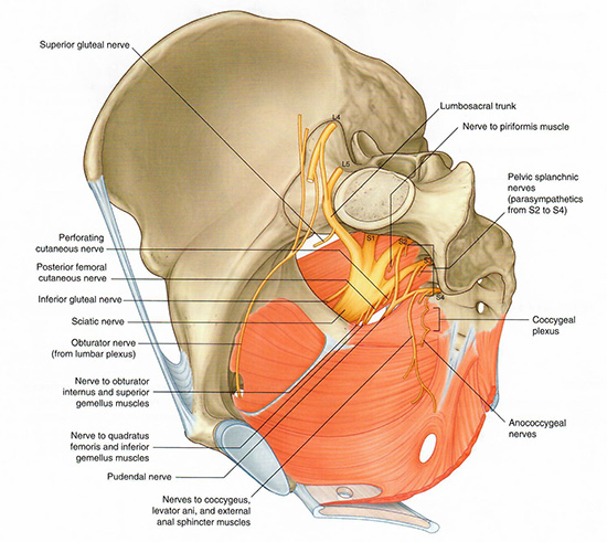 Sacrococcygeal