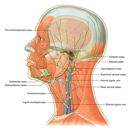 Lymph nodes