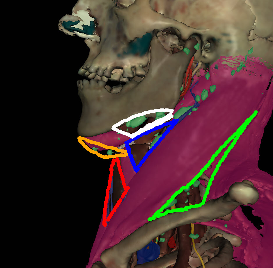 Neck Triangle
