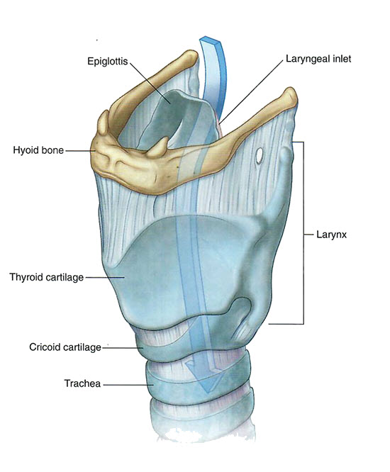 Cartilages