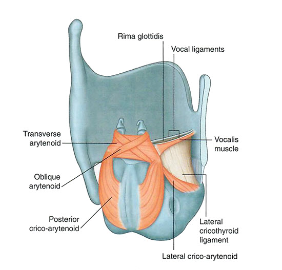 Larynx muscles