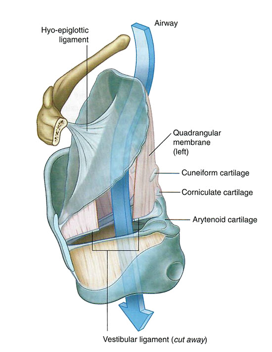 Ligaments