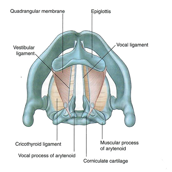 Ligaments