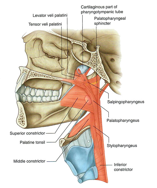 Longitudinal
