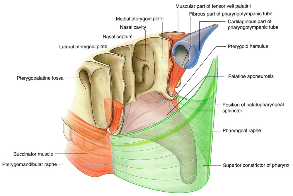 nasopharynx1