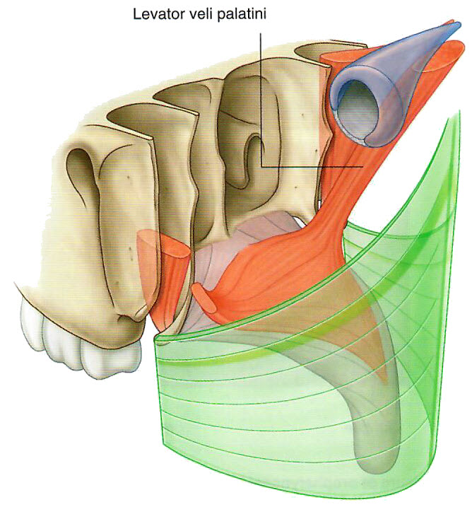 nasopharynx2