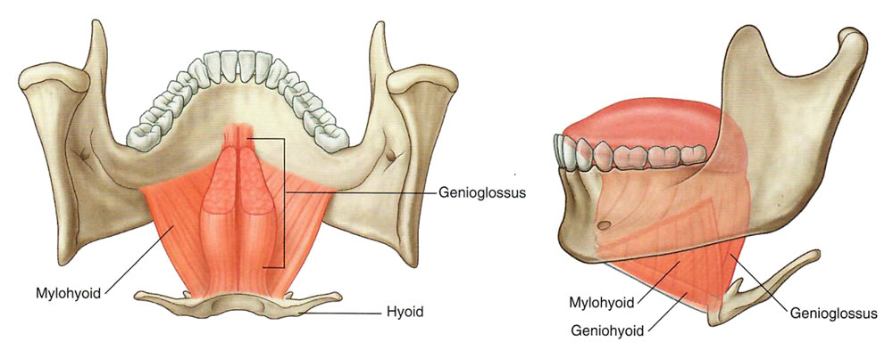 hyoid