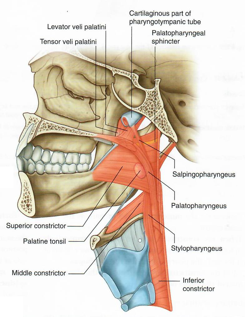 Nasopharyngeal muscles