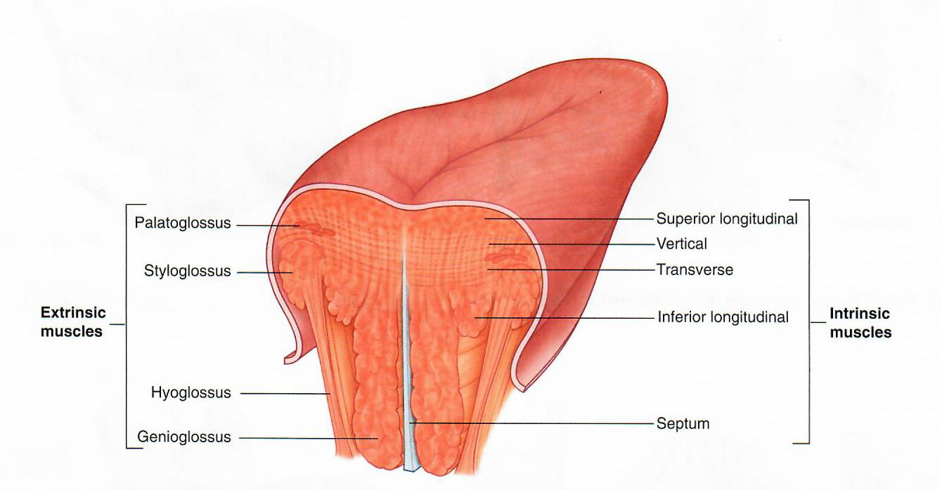 tongue