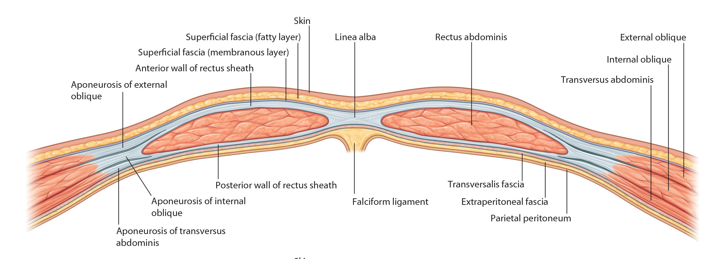 Cross section abdominal wall