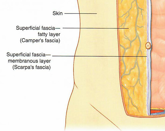 Anterior fascia