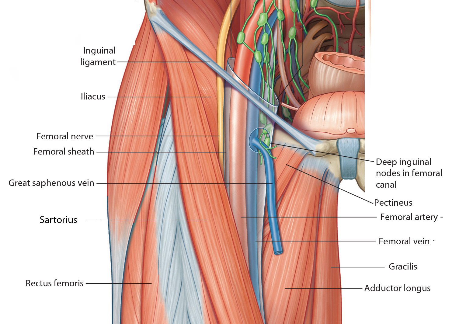 Femoral Triangle