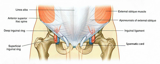 Inguinal Canal