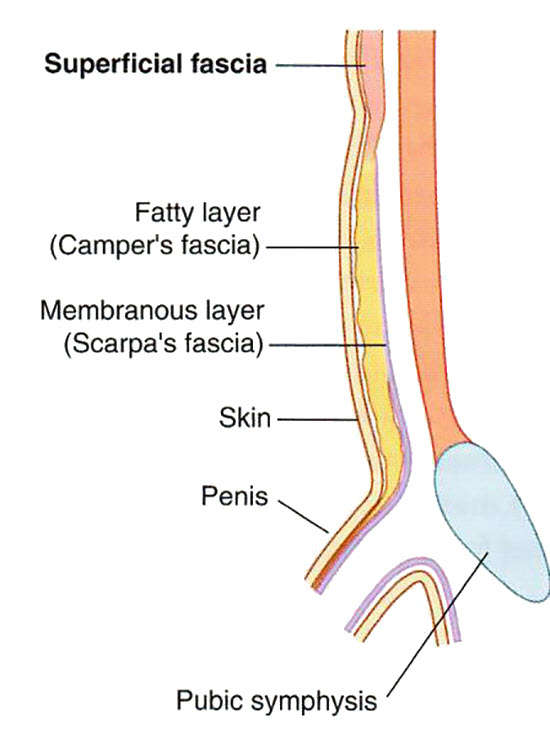 Superficial fascia