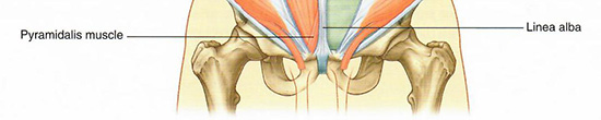 Pyramidalis muscle