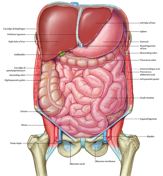 Abdominal organs