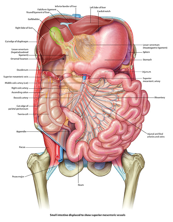 Lessor omental sac