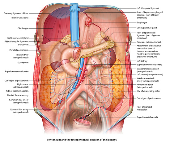 Retroperitoneal organs