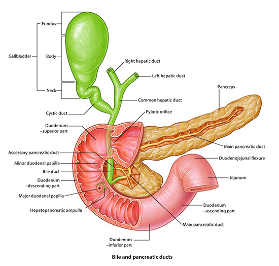 Bile and pancreatic ducts