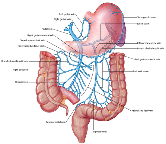 Thumbnail of venous drainage