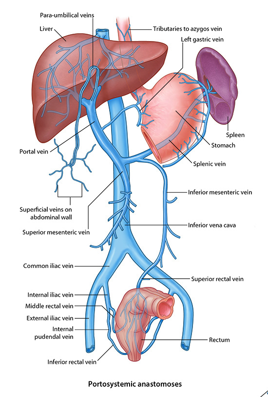 Portosystemic anastomoses