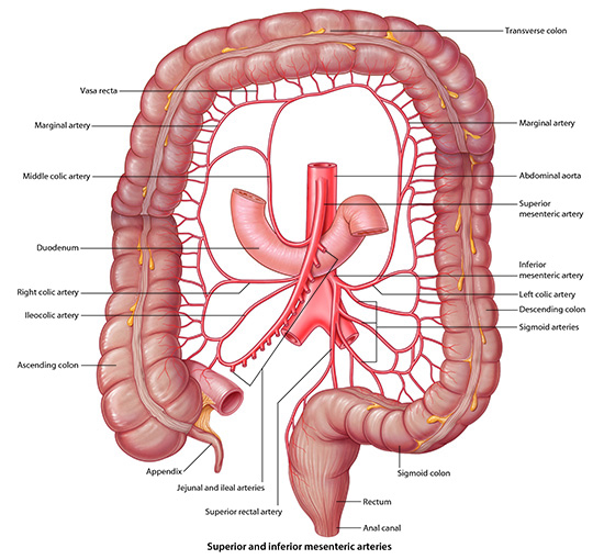 Thumbnail of superior/inferior