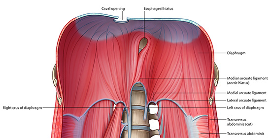 Diaphragm Openings